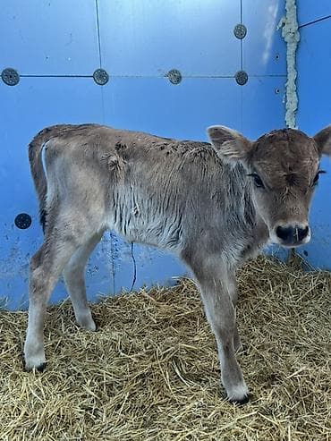 А/ч жаныбарларын сатам: Сатам | Музоо | Швиц, Аулиекөл | Бордоп семиртүү үчүн, Көбөйтүү үчүн, Сүт алуу үчүн | Жасалма уруктандырылган — 5