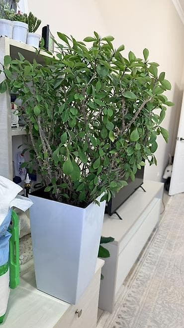 Продаются виды молочая 
Цена вместе с кашпо