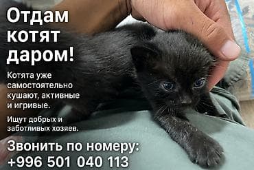 Отдаются котята даром. - Котята уже самостоятельно кушают. - Активные lalafo.kg да Отдаются котята даром. - Котята уже самостоятельно кушают. - Активные