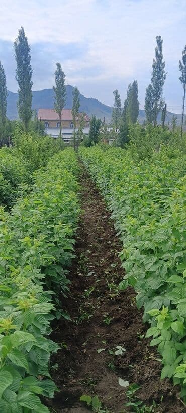 альянс мебель бишкек каталог: Малина — 4