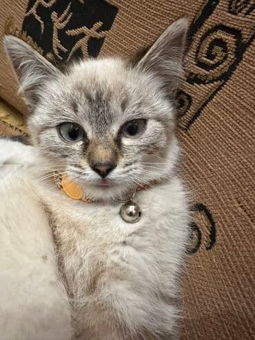 в добрые руки кошки: 4 месяца, Девочка, Приучена к лотку — 7