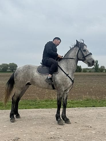 лошадь купить: Продаю | Жеребец | Рабочий — 4