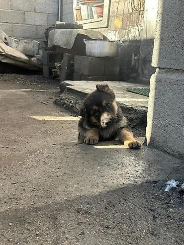 голиштин уйлар: Щенки немецкой овчарки Цена договорная - На фото — помёт щенков от — 7