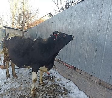 кобыла бээ: Продаю | Тёлка | Алатауская | Для разведения | Стельные — 2