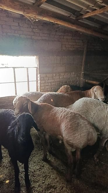 в связи с переездом отдам попугая жако в добрые руки: Продаю | Овца (самка) | Для разведения — 1