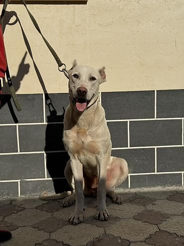 Ит бекер берем: Ищем заботливых и добрых хозяев для нашей девочки. Отдадим за — 1