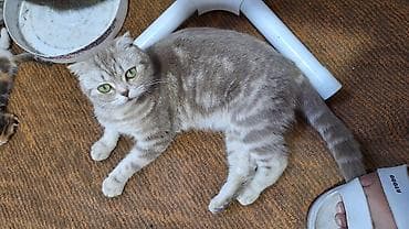 кошка мышык: Котята домашние, пушистые, разных окрасов. Описание: - Породы не — 7