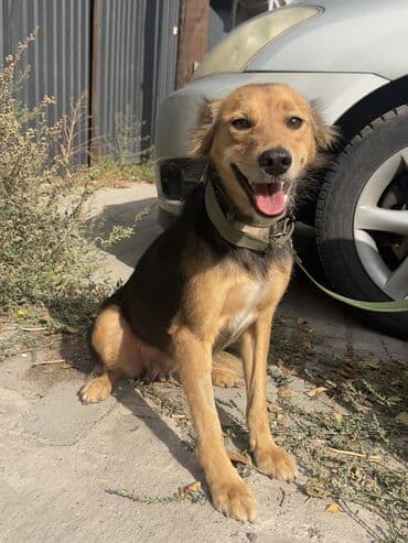 🐶💛 Альма ищет дом! Маленькая собачка по кличке Альма ищет свой тёплый