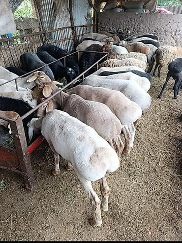 мериносы: Сатам | Ургаачы кой (ургаачы), Козу, Кочкор (эркек) | Аргын, Меринос, Арашан | Союуга — 5