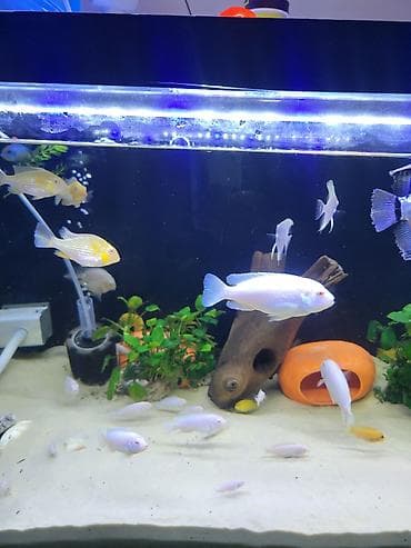 аквариумные черепахи мини: Цихлиды альбиносы для домашнего аквариума белый принцы и попугай — 7