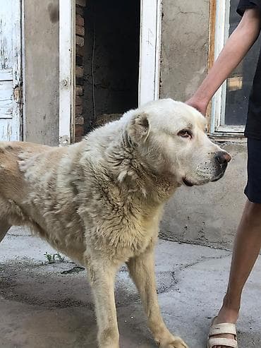 золотистый ротвейлер: Алабай, 1 год, Самец — 1