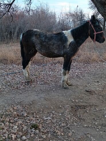 корм для домашних животных: Продаю | Кобыла (самка) | Рабочий — 2