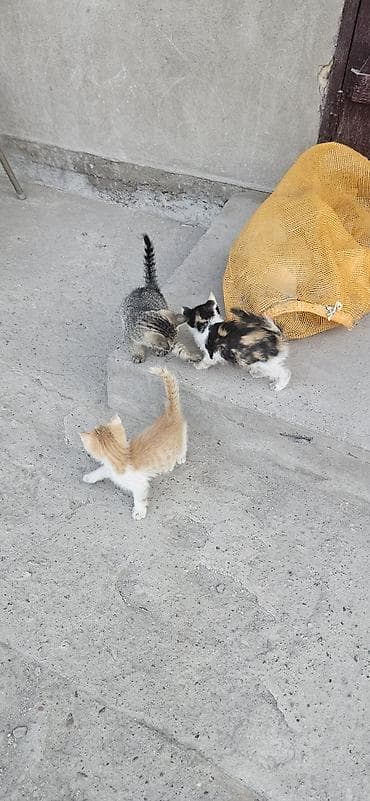 рыжие котята бесплатно: Котята, помёт из трёх малышей: - Окрас: рыжий с белым; серо-полосатый — 1