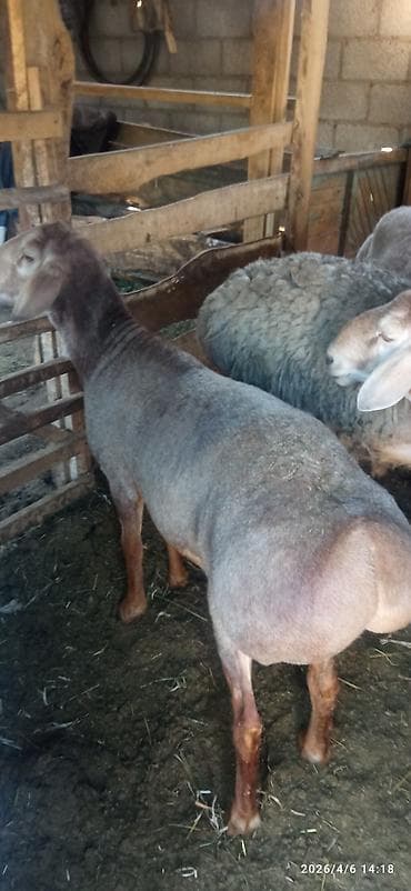тай ургач: Продаю | Овца (самка) | Для разведения | Матка — 2