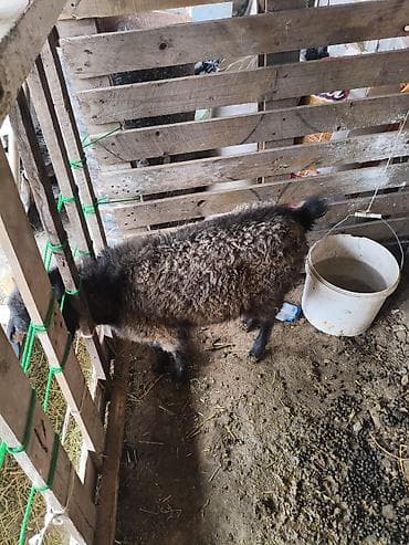 кошка кот: Продаю | Овца (самка) | На забой — 3