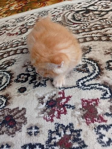 Мышыктар: Рыжие котята - Порода: домашние короткошёрстные - Окрас: классический — 3