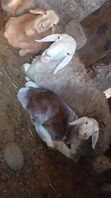 бычмал ат: Продаю | Овца (самка) | Гиссарская, Полукровка, Арашан | Для разведения | Матка — 1