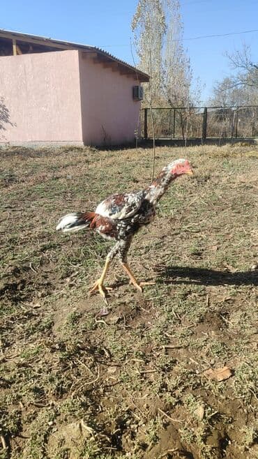 декоротивные куры: Продаю | Петух | Бойцовая | Для разведения — 3