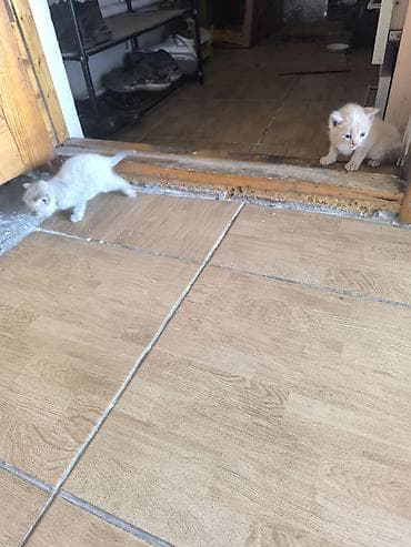 кошка домашняя: Котята, светло-рыжие/кремовые окрасы, короткошёрстные. На фото — — 1
