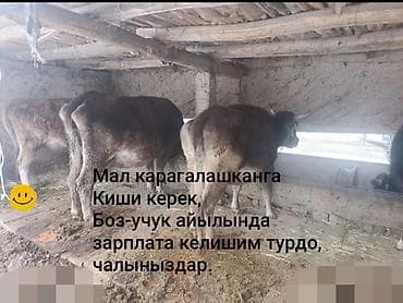 Продаю | Музоо, торпок