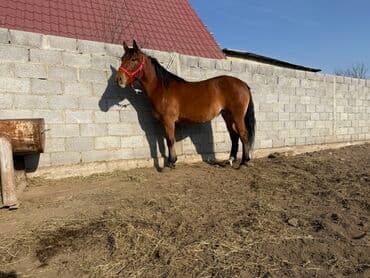 объявления о собаках sobaka: Продаю | Кобыла (самка) | Рабочий — 5