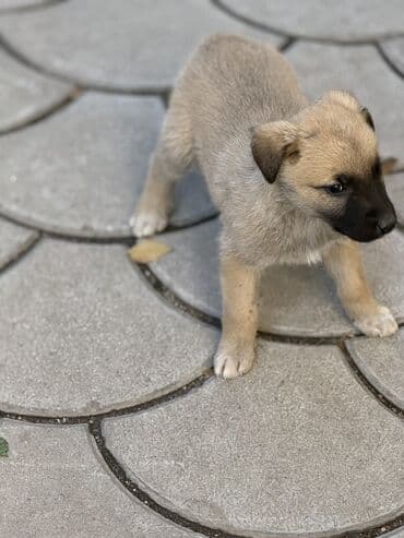 щенок породистый: Пристраиваем щенков в хорошие добрые руки. Метис, короткошёрстный — 2