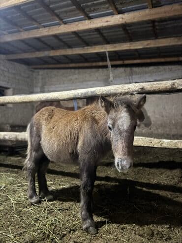 домашние птицы: Продаю | Жеребенок | Для разведения — 1