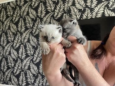 сибирские кошки: 1 месяц, Девочка, Приучена к лотку — 8