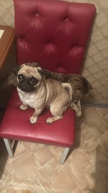 цена французский бульдог: Мопс, 1 год, Самец, С прививкой — 4