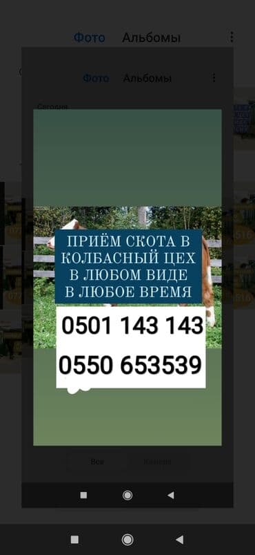 животные ош: Куплю | Коровы, быки, Лошади, кони, Другие с/х животные | Забитый, На забой, на мясо, Круглосуточно — 1