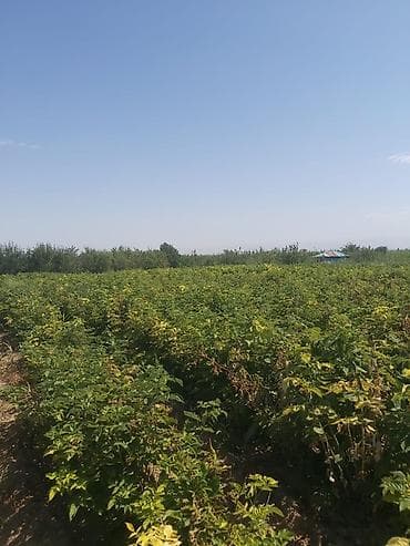 гектаров: Продается участок 1 гектар!!! Из которого 60 сотых посажена малина 40 — 2