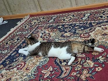 с участком: Продаётся дом с участком в г. Орловка. Характеристики: - Площадь — 5