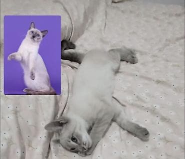 куплю тай: Тайская, 6 месяцев, Девочка — 2