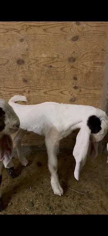 Продаю | Козлёнок | Нубийская | На забой