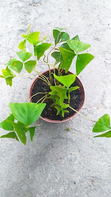 купить аквариум: Срочно продаю цветы — 4