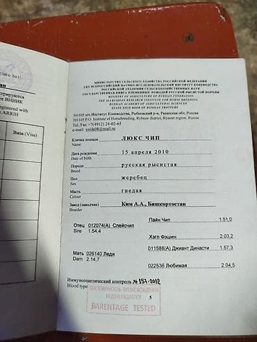 симина кукурузы: Продаю | Конь (самец) | Кара Жорго | Рабочий — 2