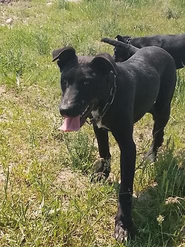 big 6: 4 месяца, Самец — 2