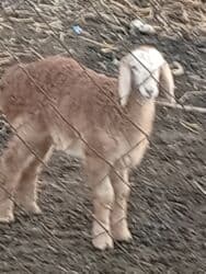 корм доя собак: Сатам | Козу | Арашан | Көбөйтүү үчүн | Ургаачы — 3