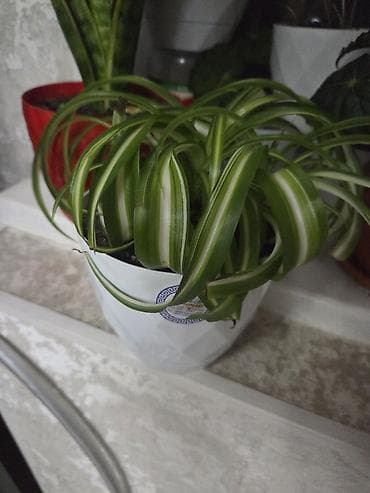 Антуриумы: Вриезия/гусмания в горшках - Яркая бромелия с красно‑желтым — 8