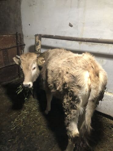 кой овцы: Продаю | Тёлка | Полукровка | На откорм | Привязанные — 5
