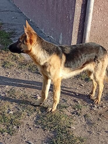 собака азият: Немецкая овчарка, классический черно‑рыжий окрас. Молодая собака со — 2