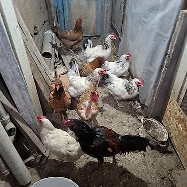 не пригодился: Продаю | Куры | Домашняя — 1
