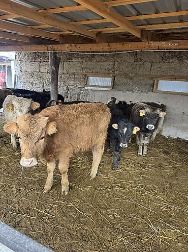 Ветеринар кызматы: Сатам | Бука (эркек) | Аргын, Симментал, Айршир | Көбөйтүү үчүн | Байланган — 10