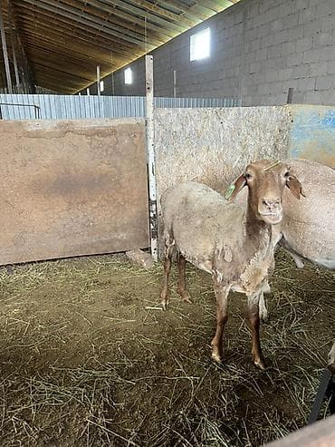 охотничая собака: Продаю | Овца (самка) | Для разведения | Племенные — 2