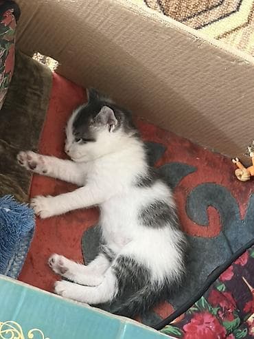 продажа котят: Кошка даром: Беспородная, 1 месяц, Девочка — 3