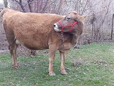 Аквариумдар: Сатам | Уй (ургаачы) | Сүт алуу үчүн | Байланган — 2