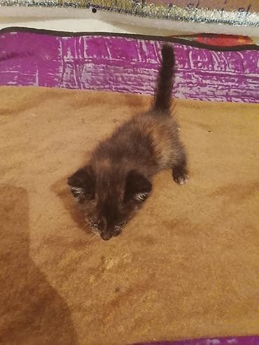 девон рекс котята: Котята, помёт из нескольких малышей разной окраски: - тигровый (табби) — 2