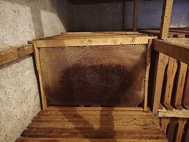 Дом и сад: Продаю сушь. Дадан по 80 сом. Рута по 70 сом. (если выборочно будет — 1