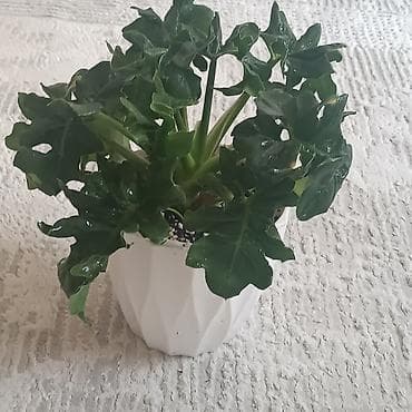 bed: Комнатные растения в горшках 1) Алоказия (предположительно — 6