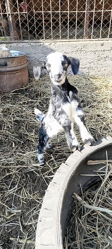теке козел: Продаю | Козлёнок | Полукровка | Для разведения | Племенные — 3
